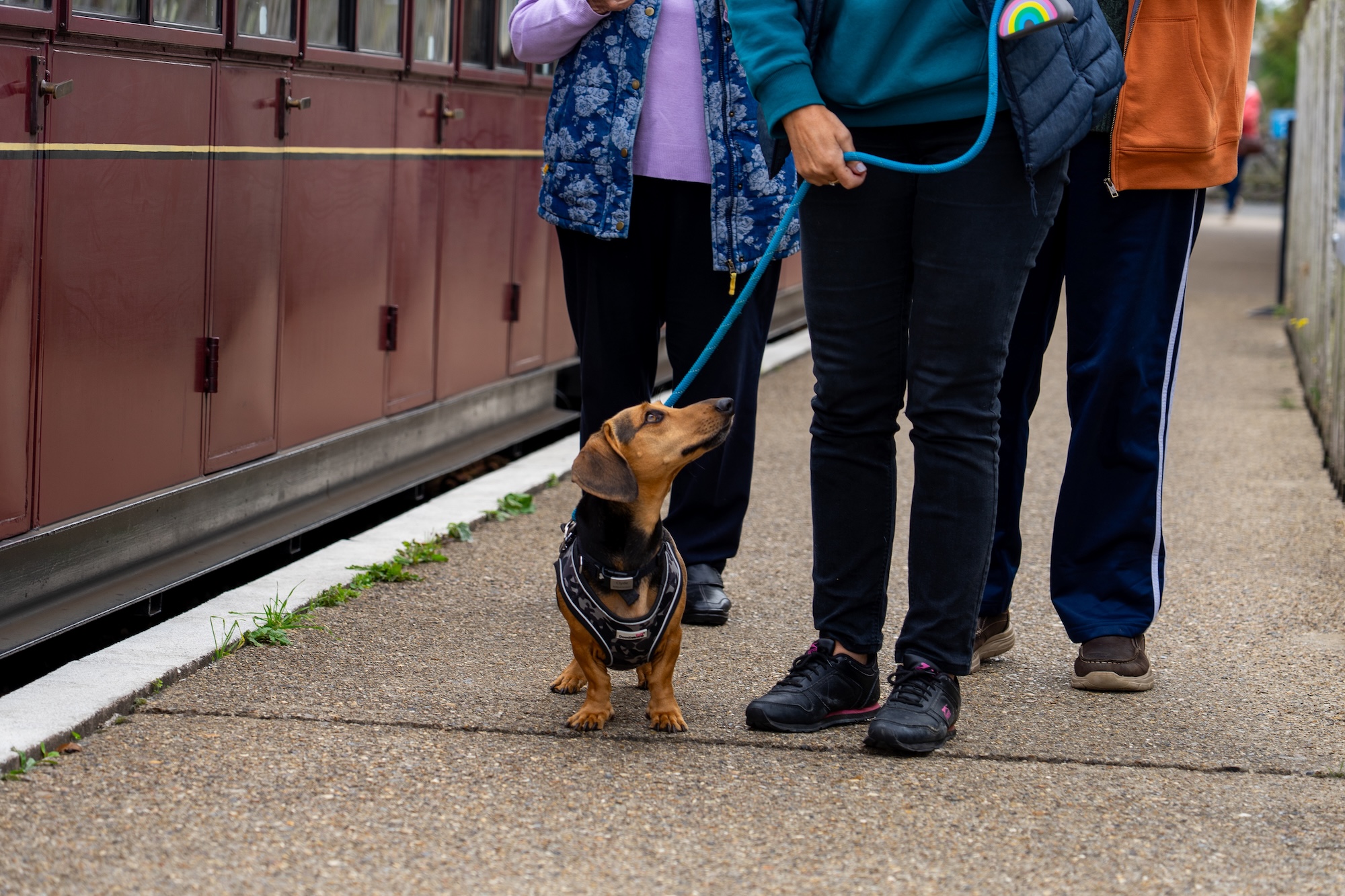 Dog On Lead Looking Up At Owners On The Wroxham Platform