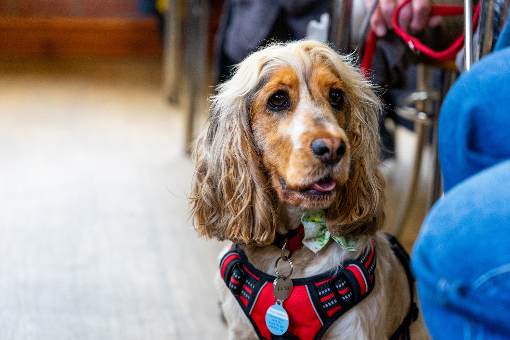 Dog At The Cafe Beside Owner
